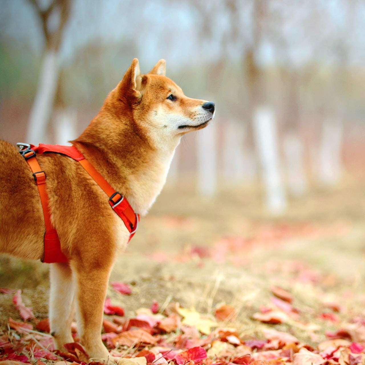 adult short-coated red akita inu dog on field